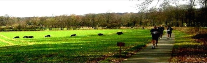 Laufen mit Wildschweinen